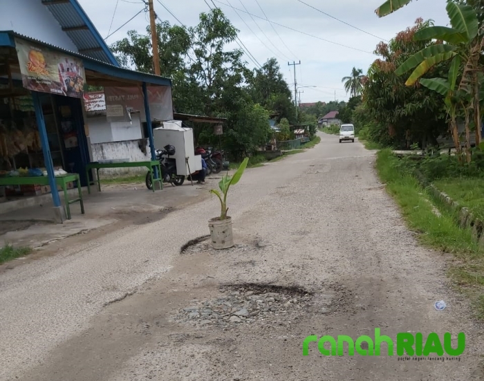 Wahhh.. Ada Pohon Pisang Tumbuh Di Tengah Jalan Karang Ayer Duri
